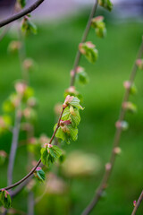 Young leaves bloom on a branch in spring. A close up of a tree
