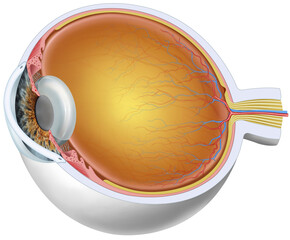 Illustration of the anatomy of the eye, in which you can see its interior and its surroundings and the different parts that compose it.