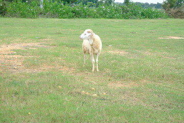 Obraz premium Lone Male Sheep Standing in a Green Field with Trees in the Background