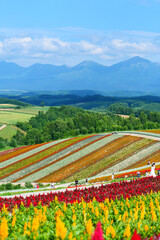 夏。美瑛の丘。北海道、日本。7月下旬。