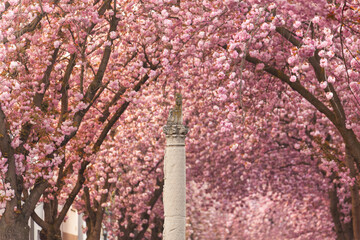 Pink cherry blossom in Downtown of Bonn in Germany