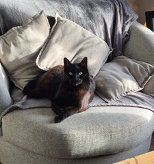 cat on sofa © clare