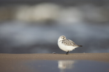 juvenile Sanderling calidris alba in first winter plumage on winter beach on the Baltic coast of Poland