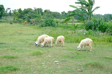 Obraz premium Sheep Grazing on Green Pasture with Lush Vegetation in the Background