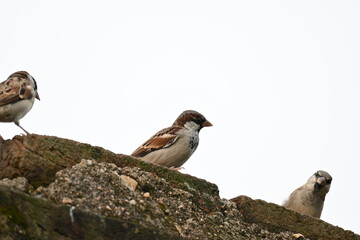 House sparrow. Its other name Passer domesticus and Indian House sparrow. This is a bird of...