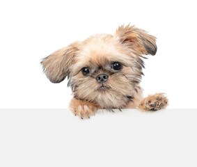 Cute Brussels Griffon puppy looks above empty white banner. isolated on white background