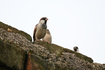 House sparrow. Its other name Passer domesticus and Indian House sparrow. This is a bird of...