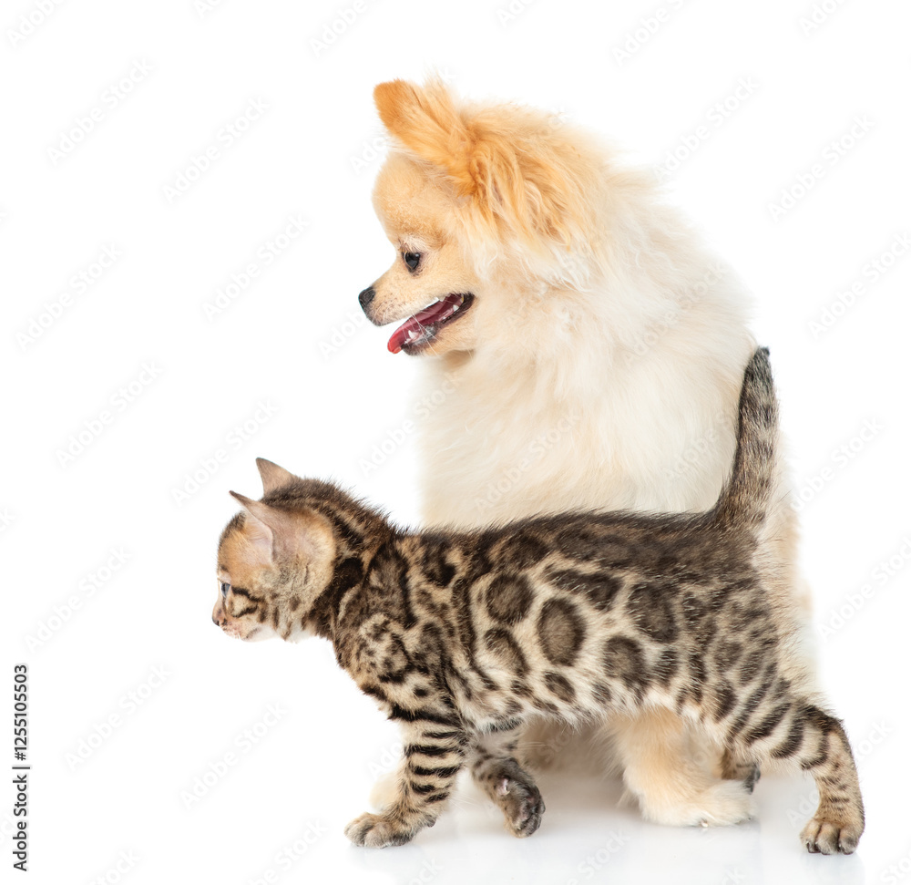 Aufkleber young spitz puppy and bengal kitten standing in profile and looking away on empty space together. is