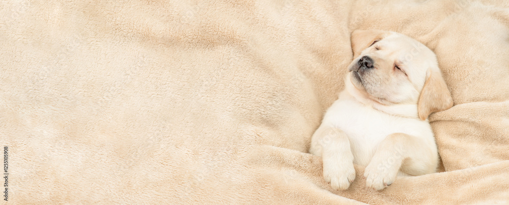 Poster cute golden retriever puppy sleeps under warm blanket on a bed at home. top down view. empty space f