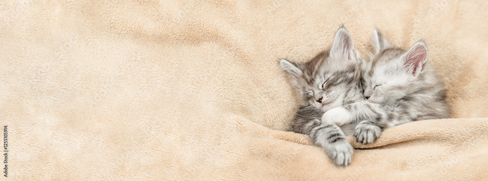 Poster two cozy maine coon kitten sleep under warm blanket on a bed at home. top down view. empty space for
