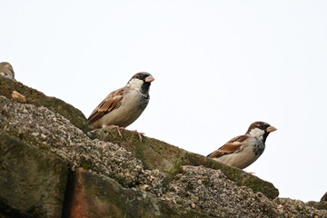 House sparrow. Its other name Passer domesticus and Indian House sparrow. This is a bird of the sparrow family Passeridae, found in most parts of the world. 