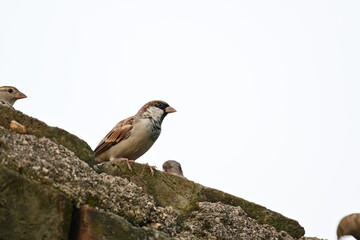 House sparrow. Its other name Passer domesticus and Indian House sparrow. This is a bird of the sparrow family Passeridae, found in most parts of the world. 