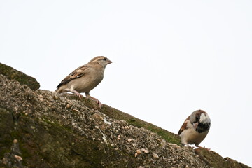 House sparrow. Its other name Passer domesticus and Indian House sparrow. This is a bird of the sparrow family Passeridae, found in most parts of the world. 