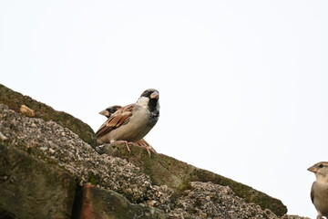 House sparrow. Its other name Passer domesticus and Indian House sparrow. This is a bird of the sparrow family Passeridae, found in most parts of the world. 