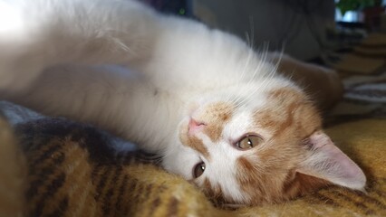 cat, close-up, ginger and white fur