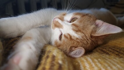 cat, close-up, ginger and white fur