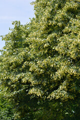 Small-leaved lime tree