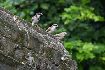 House sparrow. Its other name Passer domesticus and Indian House sparrow. This is a bird of...