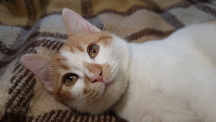 cat, close-up, ginger and white fur