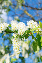 Background with flowering bird cherry tree branches in springtime, bird cherry tree branches on blue sky background, springtime concept, close up