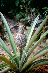 Fototapeta premium A round shape fresh unripe pineapple fruit growing on the tree in the bush. Exotic tropical fruit farming or gardening