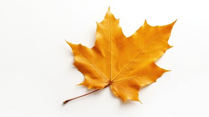 yellow fall leaf isolated on white