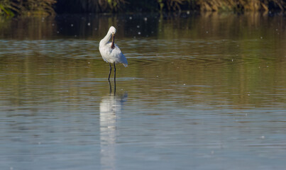 Spoonbill preening its plumage, sunny day at the lake, spoonbill with broad beak and white plumage, large bird with large beak and long legs, Platalea leucorodia