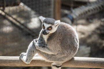Ring-Tailed Lemur Sitting on a Wooden Beam in Sunlight. Ring-tailed lemur with bright eyes sitting on a wooden beam, holding its foot, in a sunlit natural environment.