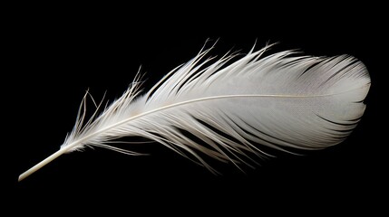 details feathers black background