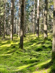 Lush Forest with Mossy Ground