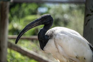 Black-Headed Ibis in a Natural Habitat. Close-up of a black-headed ibis with a long curved beak, standing in a lush green environment under natural light.