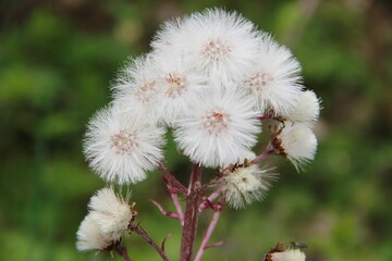 flauschige Blume