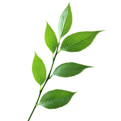 Fototapeta premium Green leaves with veins, isolated on transparent background