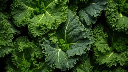 Fototapeta premium curly vegetable leaf