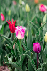 Colorful tulips photography, field of tulips white and pink tulips purple tulips multicolored flowers spring bouquet spring flowers netherland flowers field 
