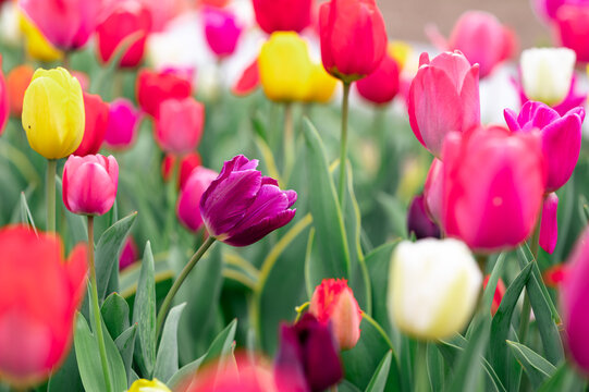 Colorful tulips field purple tulip red flowers field photo of tulips for postcard floral background violet tulip spring flowers field red tulips multicolored different tulips