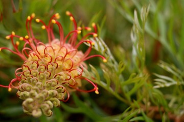 Fototapeta premium A striking flower features swirls of green and crimson, surrounded by lush greenery. This captivating natural view highlights the intricate patterns and vibrant colors