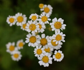 Fototapeta premium White and yellow wildflowers flourish in clusters against a lush green background, soaking up warm sunlight during a beautiful afternoon in nature