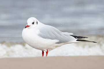 adult winter plumage Black-headed Gull Croicocephalus ridibundus on sandy beach on Insel Usedom, Germany