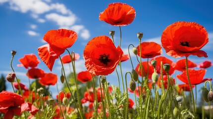 Obraz premium bright red florals