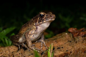Fototapeta premium Detailed Close-Up of a Frog in Natural Environment