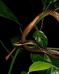 Colorful Snake on Green Leaves in Natural Habitat
