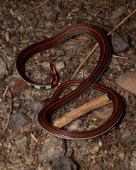 Fototapeta premium Colorful Snake on Ground Surrounded by Stones