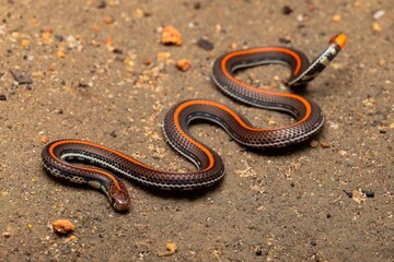 Fototapeta premium Colorful Snake Slithering on Ground Surface
