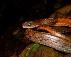 Obraz premium Close-up of Colorful Snake on Natural Background