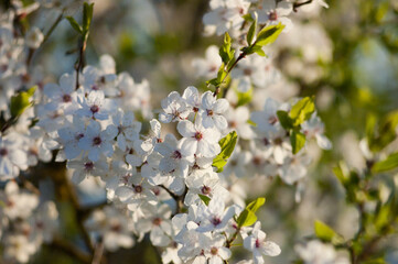 white flowers of a flowering tree in spring close up