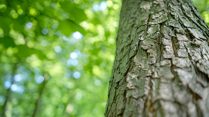 Obraz premium Tree trunk detail, forest background, nature scene, eco-wallpaper