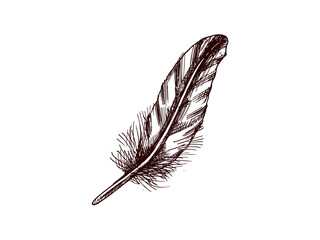 Hand drawn vintage sketch of a detailed feather with texture © Mariia Mazaeva