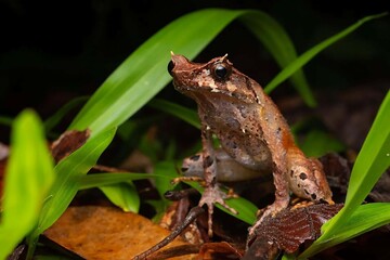 Obraz premium Frog In Nature With Green Leaves And Brown Background
