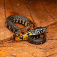 Obraz premium Colorful Snake on Brown Surface